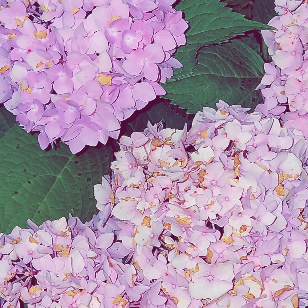 Meet your Posher, Hailey